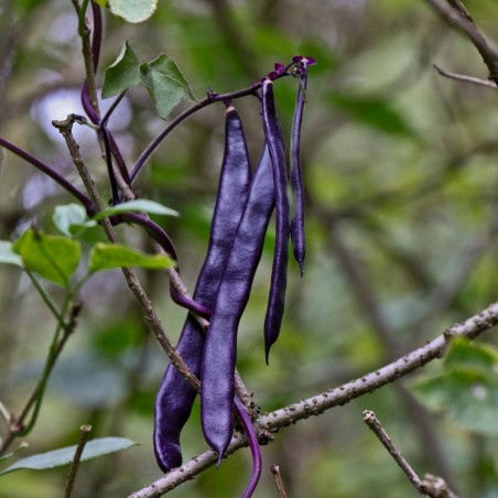 Price: €1.95 - Sementes De Feijão Blauhilde - 