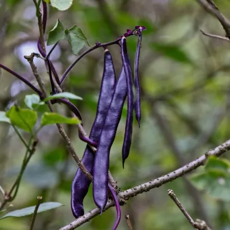 Semi di Fagioli Blauhilde