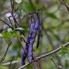 Semi di Fagioli Blauhilde