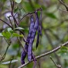 Price: €1.95 - Semillas de Frijol Blauhilde - 