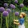 Giant purjolök Allium Sensation Mix - lökar