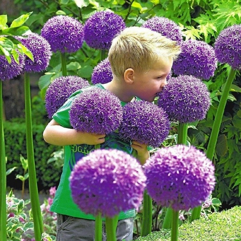 Giant leek Allium Sensation Mix - bulbs | 5,95 €