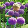 Giant leek Allium Sensation Mix - bulbs | 5,95 €