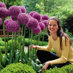 Giant πράσο Allium Sensation Mix - βολβοί 4.5 - 8