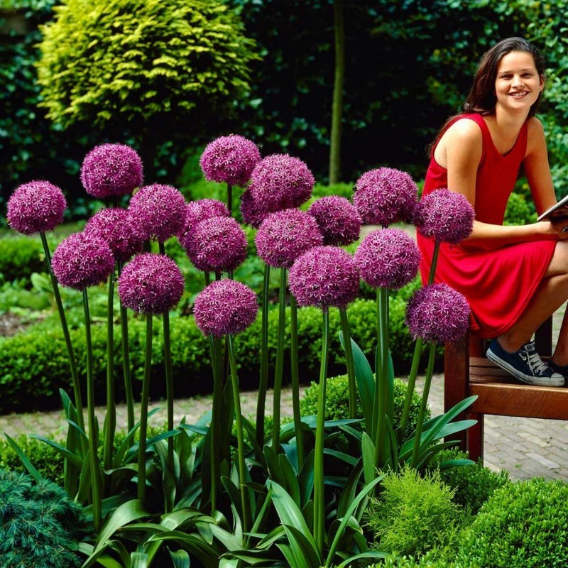 Giant leek Allium Sensation Mix - bulbs | 5,95 €