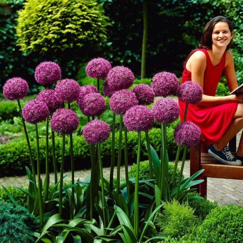 Giant purjolök Allium Sensation Mix - lökar