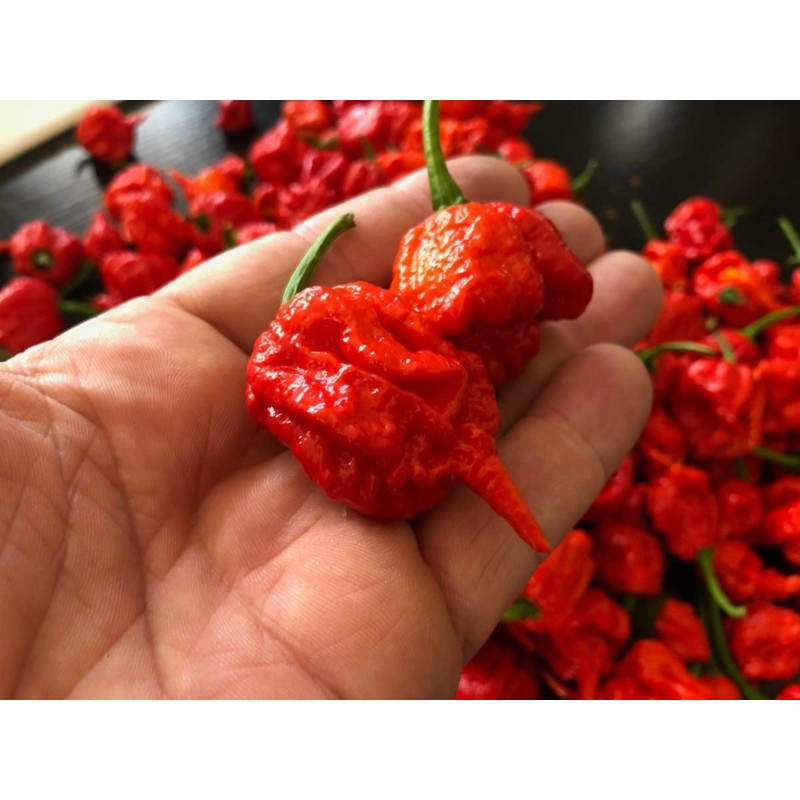 Sementes de Pimenta Carolina Reaper (vermelha, marrom, amarela)
