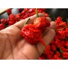Sementes de Pimenta Carolina Reaper (vermelha, marrom, amarela)