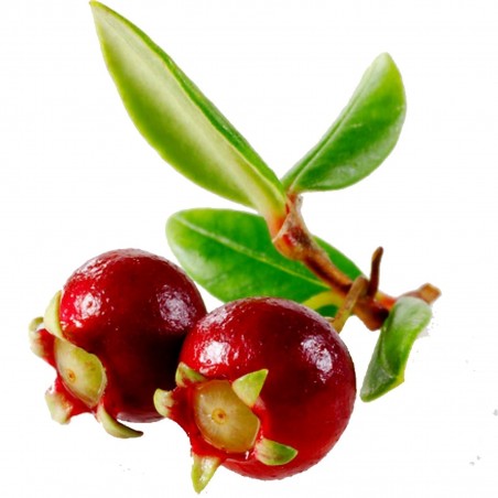 Price: €3.5 - Semi di Mirtillo Del Cile, Myrtus ugni, Eugenia ugni (Ugni molinae) -