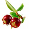 Price: €3.5 - Semi di Mirtillo Del Cile, Myrtus ugni, Eugenia ugni (Ugni molinae) - 
