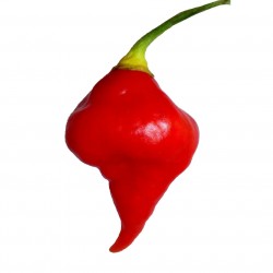 Price: €2 - Sementes de Pimenta Habanero Kreole (C.chinense) - Seeds Gallery