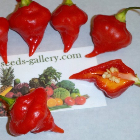 Semillas de Pimiento Habanero Kreole (C. chinense)