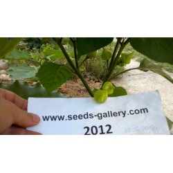 Habanero Kreole Seeds 2 - 3
