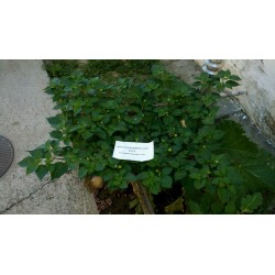 Semillas de Pimiento Habanero Kreole (C. chinense) 2 - 4