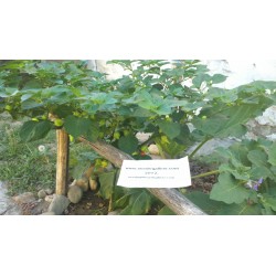 Semi di Peperoncino Habanero Kreole (C. chinense) 2 - 5