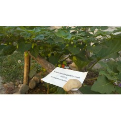 Semi di Peperoncino Habanero Kreole (C. chinense) 2 - 6