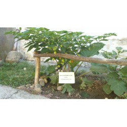 Semillas de Pimiento Habanero Kreole (C. chinense) 2 - 7