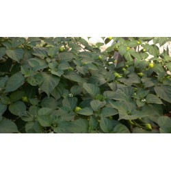 Sementes de Pimenta Habanero Kreole (C.chinense) 2 - 8