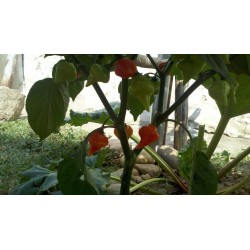 Semi di Peperoncino Habanero Kreole (C. chinense) 2 - 10