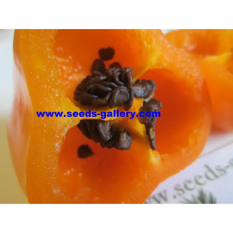 Rocoto Manzano Seeds