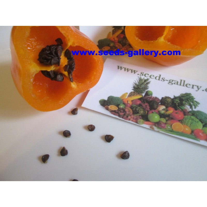 Price: €1.75 - Graines de Rocoto Manzano Chili fraîches - Seeds Gallery