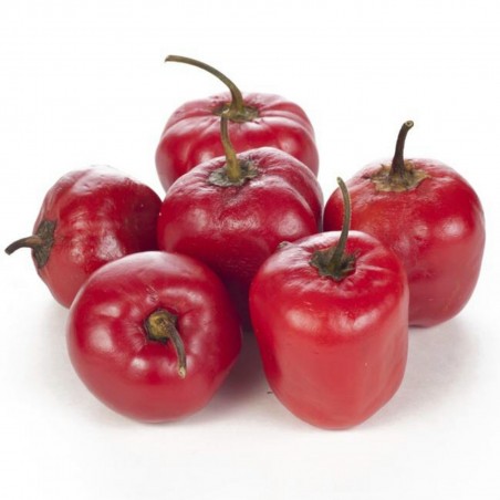 Price: €1.75 - Semi di Rocoto Manzano peperoncino - Seeds Gallery