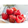 Price: €1.75 - Σπόροι Rocoto Manzano Τσίλι - Seeds Gallery