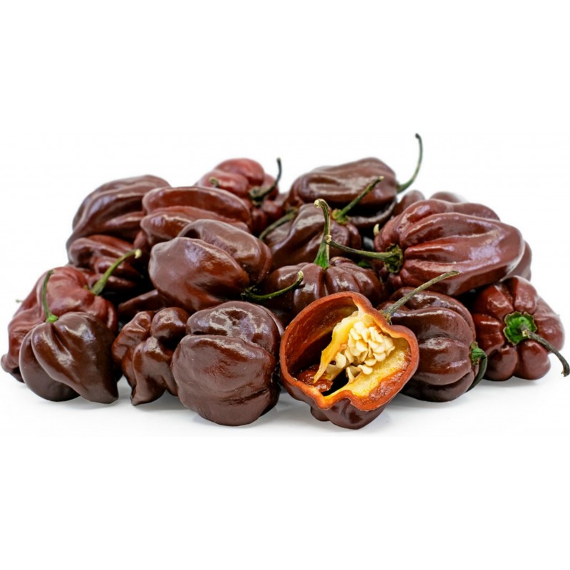 Habanero Braun Chocolate Samen 2 - 3