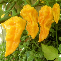 Price: €2.15 - Semillas de Pimiento Devils Tongue Yellow - Seeds Gallery