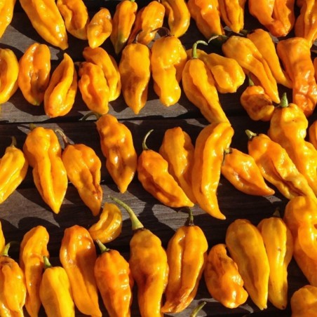 Price: €2.15 - Semi Peperoncino Devils Tongue Yellow - Seeds Gallery