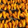 Price: €2.15 - Chilifrön Devils Tongue Yellow - Seeds Gallery