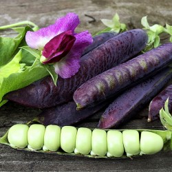 Price: €1.95 - Blauwschokker Ärtfrön - 