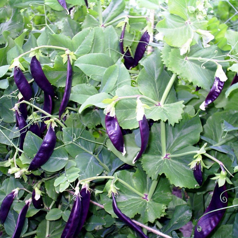 Price: €1.95 - Blauwschokker Pea Seeds - 