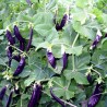 Price: €1.95 - Blauwschokker Pea Seeds - 