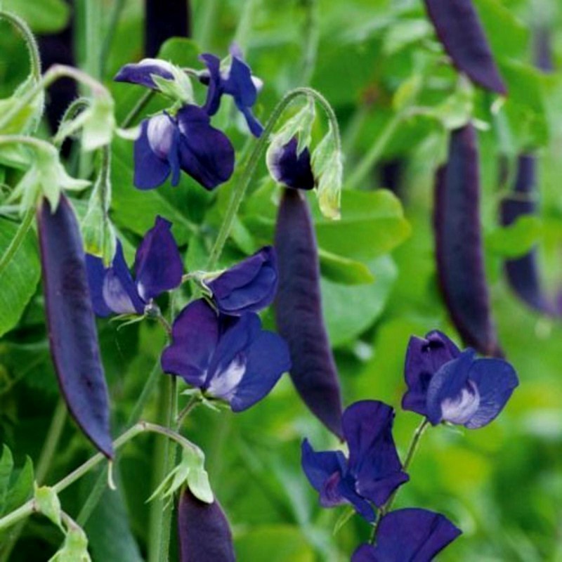 Blauwschokker Samen Schalerbse Kapuzinererbse