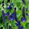 Blauwschokker Ärtfrön