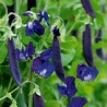 Blauwschokker Samen Schalerbse Kapuzinererbse