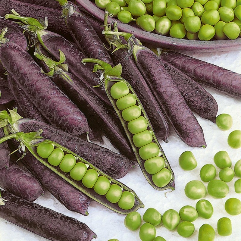 Price: €1.95 - Blauwschokker Pea Seeds - 