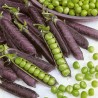 Price: €1.95 - Blauwschokker Pea Seeds - 