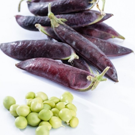 Price: €1.95 - Blauwschokker Pea Seeds -