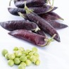 Price: €1.95 - Blauwschokker Pea Seeds - 