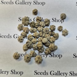 Star Gooseberry Seeds (Phyllanthus acidus) 2.049999 - 5