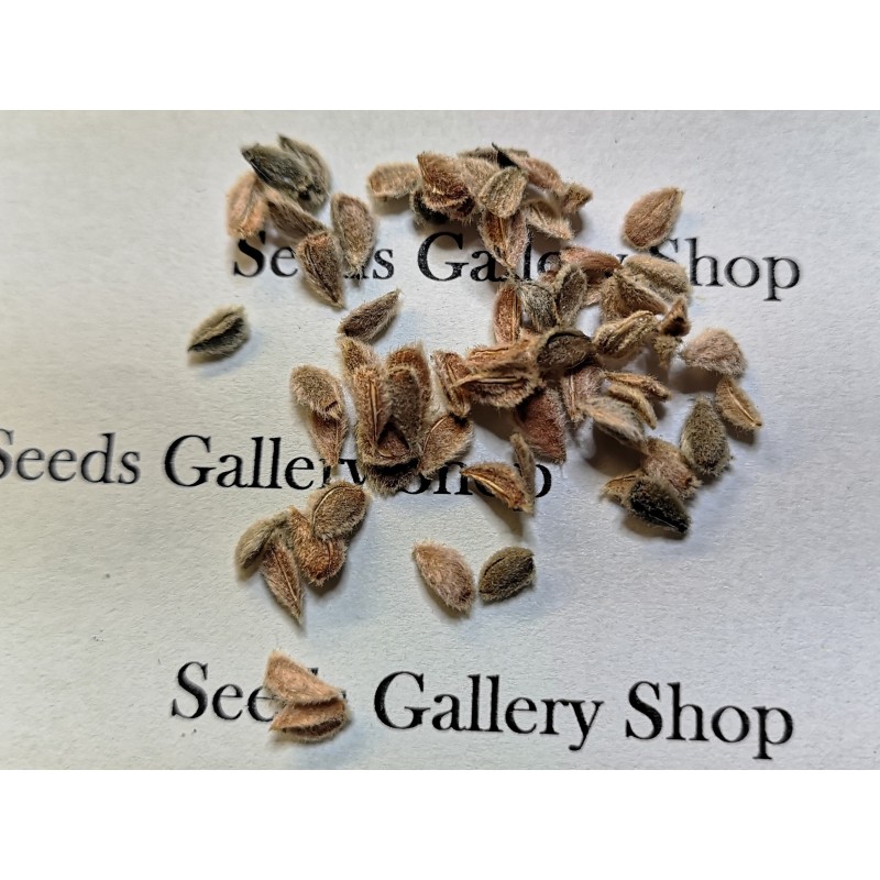 Price: €4 - Semi di Uva Spina Di Ceylon (Dovyalis hebecarpa) - 