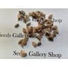 Price: €4 - Semi di Uva Spina Di Ceylon (Dovyalis hebecarpa) - 