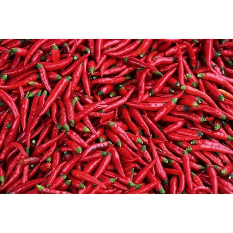Semillas de Chile Avispa