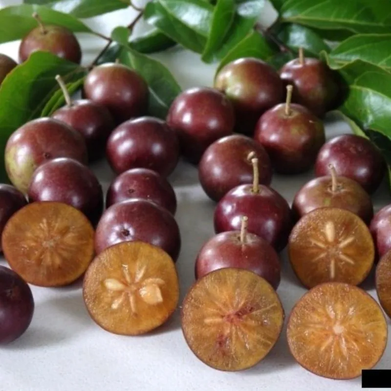 Graines de Prune Malgache (Flacourtia indica)