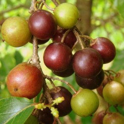Guvernerova – Madagaskarska Sljiva Seme (Flacourtia indica) 2.95 - 3