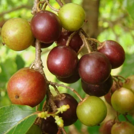 Graines de Prune Malgache (Flacourtia indica)