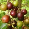 Guvernörer Plommon Fröer (Flacourtia Indica)
