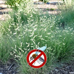 Price: €1.45 - Καλλωπιστικά Mosquito χόρτου σπορά Bouteloua gracilis - 